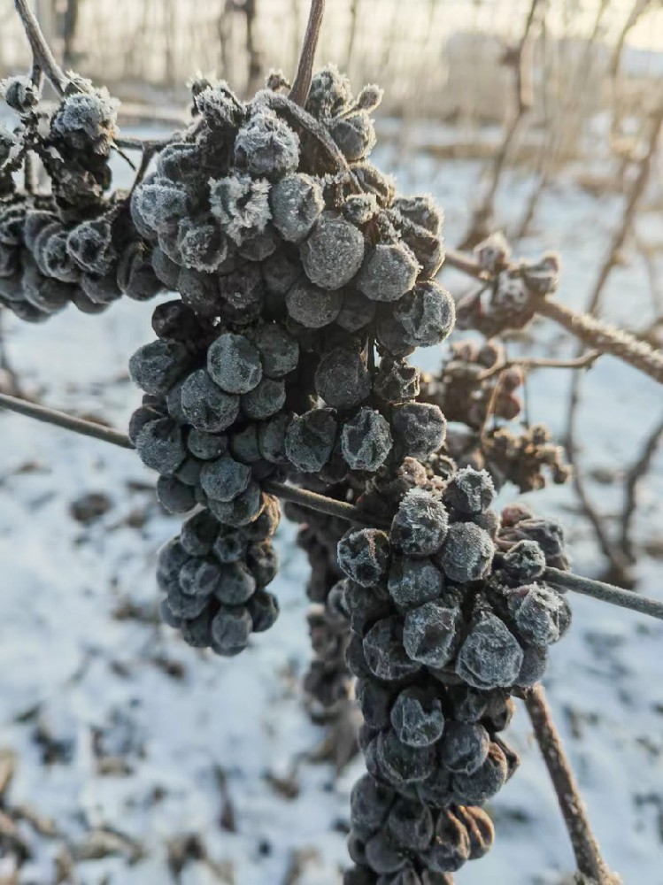 用釀造“紅冰酒”的熱情去沁潤(rùn)土工布用戶
